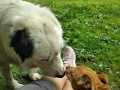 Archie-Lora-22.6.22