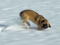 Jara im Schnee 3