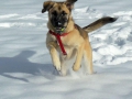 Jara im Schnee 4