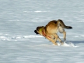 Jara im Schnee 5