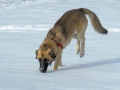 Jara im Schnee 6
