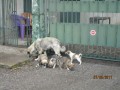 Ambar-mit-den-Welpen-auf-der-Strasse-7.5.2017