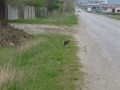 Ein  kleiner, tapferer Hundemann ganz allein auf der Landstrasse - so hat Asja ihn anfangs Maiaufgelesen
