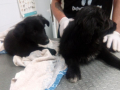 Roxys-Welpen-in-der-VetKlinik-4.6.2018