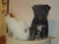 Mischa und Chippi 16.11.2016