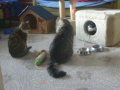 ...bevor es zur Spielrunde geht - Dundi und Baron spielen Katz und Maus mit Thomas...