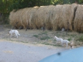 Bela mit 3 Welpen 26.7.2015 1