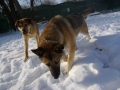 ...Romul (links) und Goldi im Schnee... (die zwei werden bald in die Schweiz einreisen)
