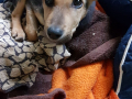 Oskar 1.12.18a