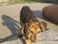 Oskar 29.9.2018 1