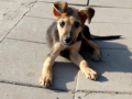 Oskar 9.9.2018 1