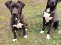 Balou-Atina-Ser-10.4.23j