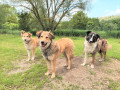 Bamse-vorne-links-Rukspin-rechts-Padingtun-7.6.23