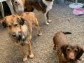 Padingtun-Bamse-Keli-Rukspin-16.9.23