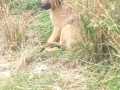 Pantofka-Sep.-21-4