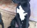 Balou-25.10.21