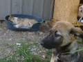 Chiko - Bruederhen von Chaki 4.6.2015