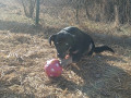 Ronja-10.1.2020