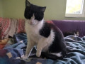 Murko