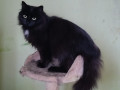 Norka