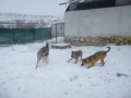 ...eine fidele Truppe: Goldi, Raya und Romul (ganz rechts) beim Schneespiel in Radulovtsi. Nun können sie ihr gemeinsames Spiel im frühlingshaften Schottikon fortsetzen in Erwartung eines baldigen schönen Zuhauses      