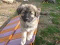 Ronja 19.4.2015