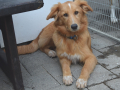 Ronja 1.10.18a