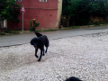 Roxy auf der Strasse - 4.6.2018
