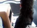 Roxy in meinem Auto - 4.6.2018