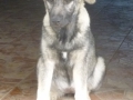 Lupina 23.5.2015