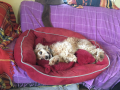 IMG-20170923-WA0012