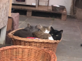 IMG-20170926-WA0006