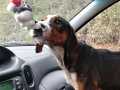 Schanaia-in-Magis-Auto-10.5.21-