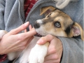 ...voll erwischt: Endstation Kuscheln! Scharka ist wie alle Babies von Sirmi ein liebes, aufgestelltes und sehr gut sozialisiertes Hundchen. Von der Mama liebevoll umsorgt, mit vier Geschwistern auf unserer Station aufgewachsen und