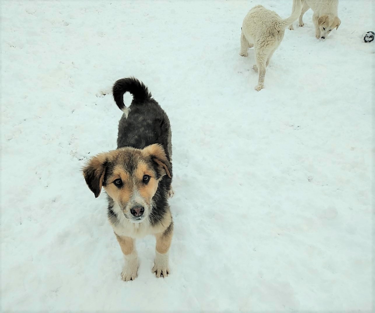 Blacky-6.2.20