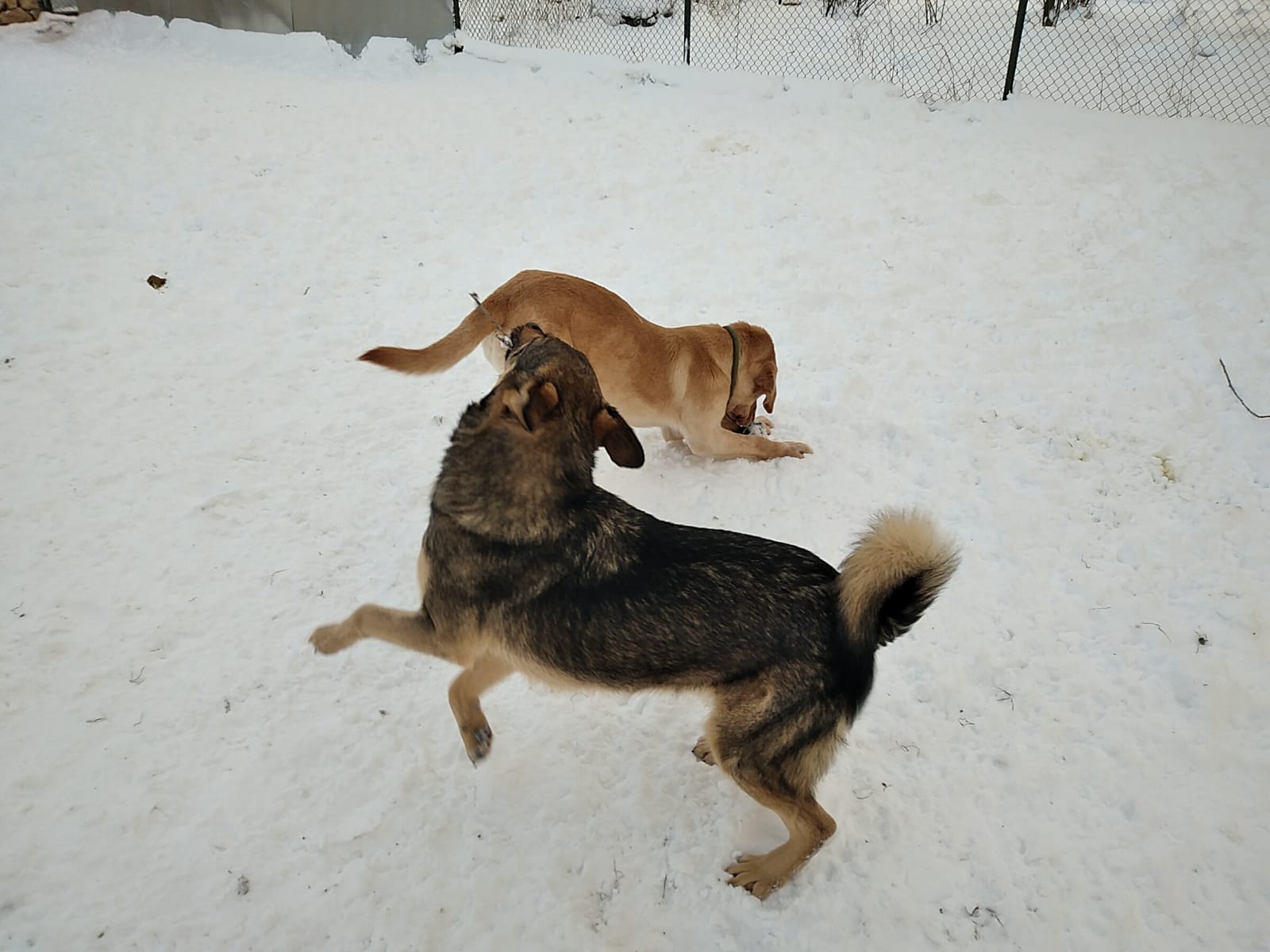 Johny-Maxi-6.2.20