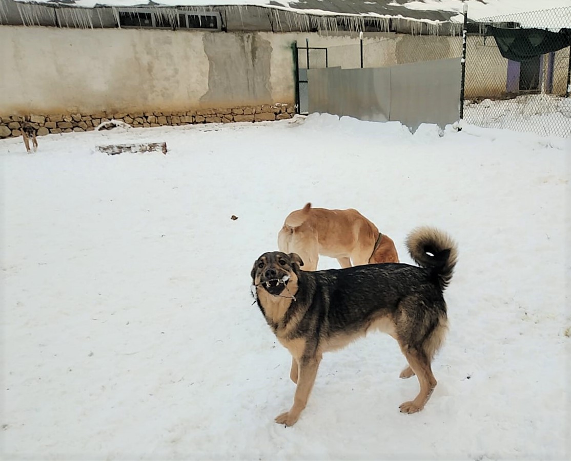 Johny-Maxi-6.2.20a