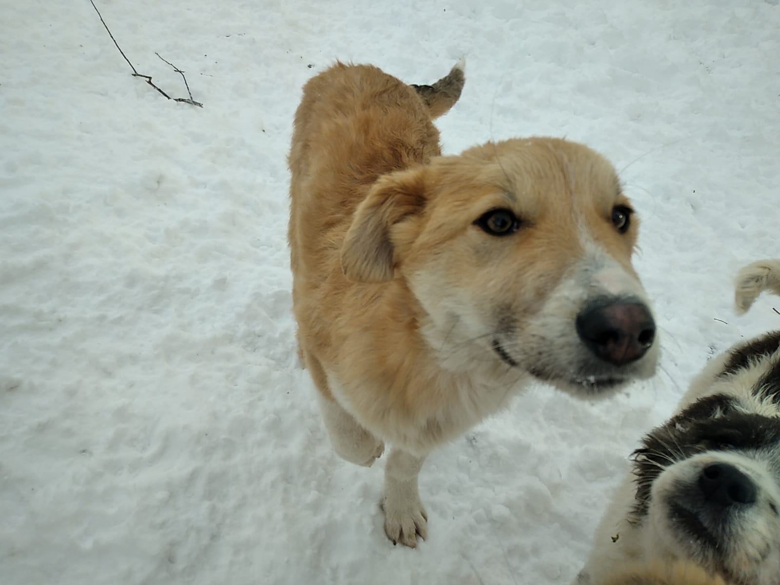 Kalle-6.2.20