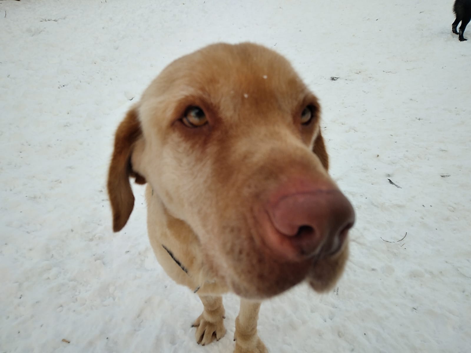 Maxi-6.2.20