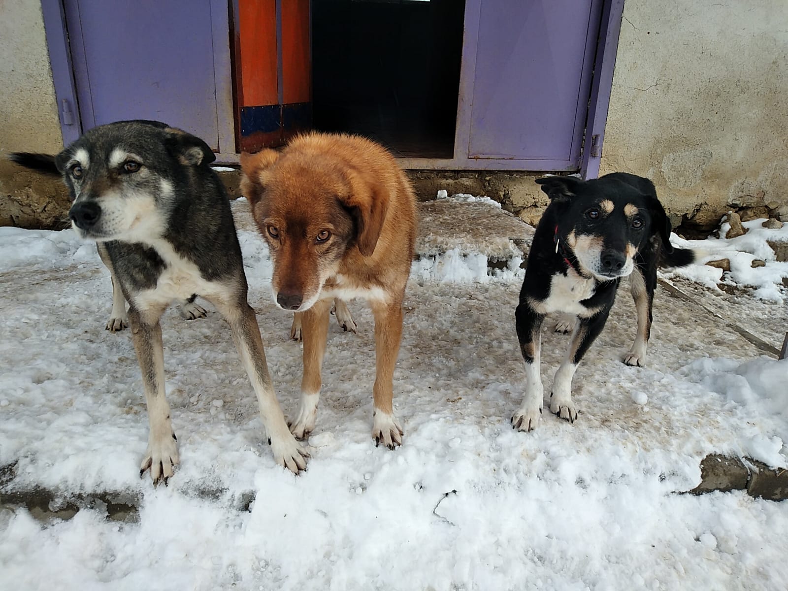 Sivko-Roti-Maja-6.2.20