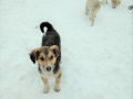 Blacky-6.2.20