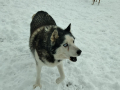 Drago-6.2.20a