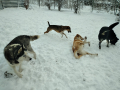 Drago-Djia-Robin-Marti-6.2.20