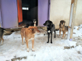 Roti-Pedro-Alessio-Maja-6.2.20