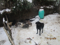 Welpenfamilie-von-Slivnitza-1-3.12.18