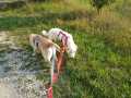 Maxi-und-Holly-23.8.20-2