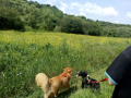 Spazieren mit Babsi, Ljube und Totchi 3.6.18c