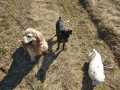Flocke-Choubacke-Scoobidoo-8.3.21