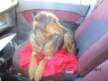 Der alte Strassenhund 13.12.2015