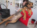 Der alte Strassenhund 5.12.2015 1